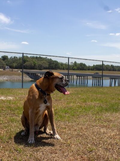 Temple Terrace Hilltop Dog Park - Tampa, FL