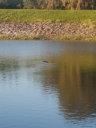 Temple Terrace Hilltop Dog Park - Tampa, FL