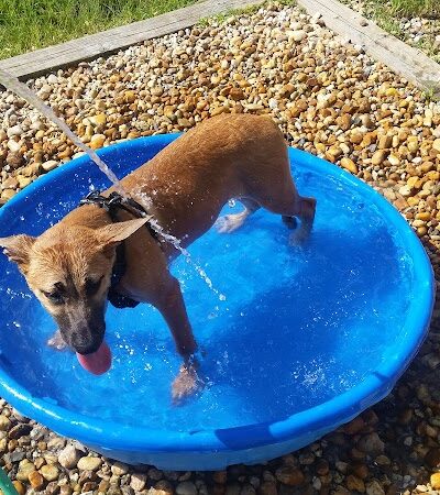 Temple Terrace Hilltop Dog Park - Tampa, FL
