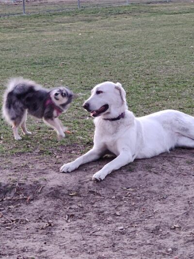 Temple Terrace Hilltop Dog Park - Tampa, FL