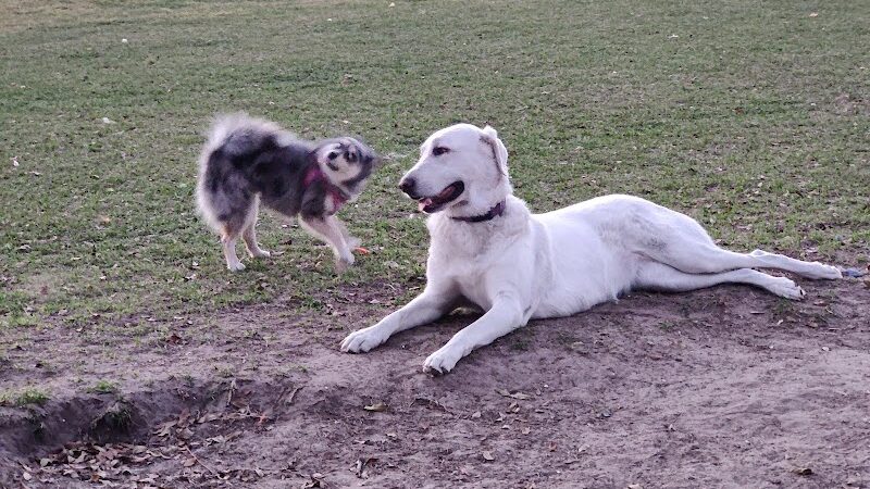 Temple Terrace Hilltop Dog Park - Tampa, FL