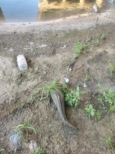 Temple Terrace Hilltop Dog Park - Tampa, FL