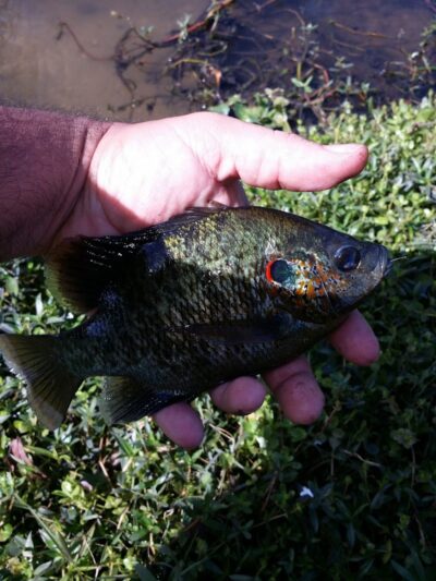 Temple Terrace Hilltop Dog Park - Tampa, FL