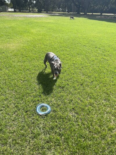 West Dog Park - Tampa, FL