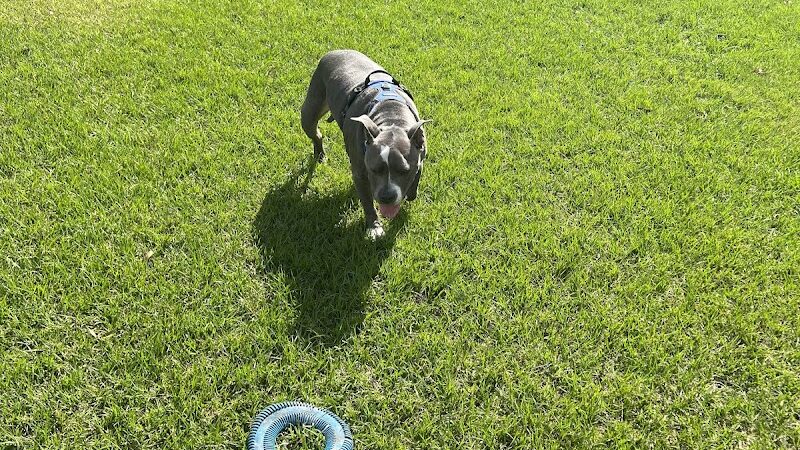 West Dog Park - Tampa, FL