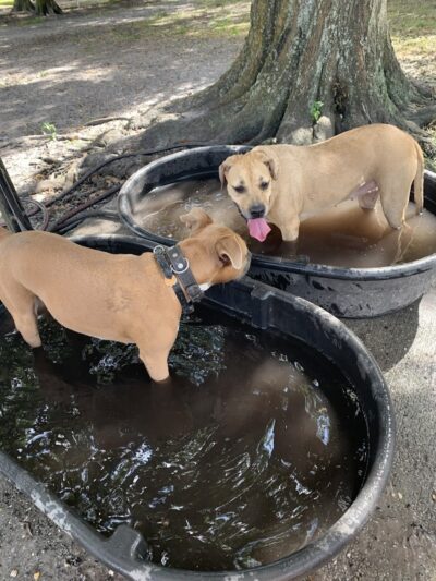 West Dog Park - Tampa, FL