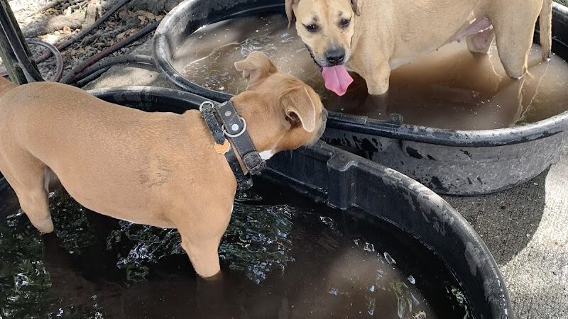 West Dog Park - Tampa, FL