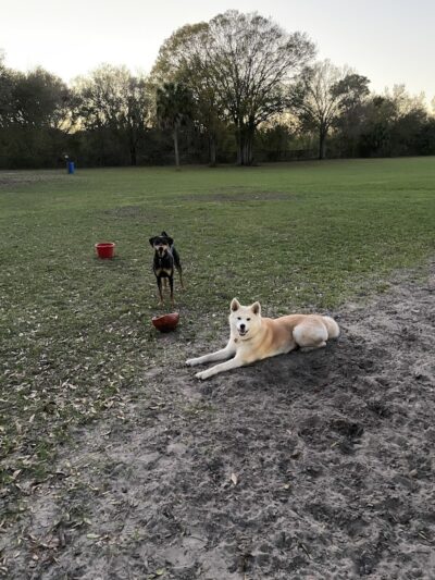 West Dog Park - Tampa, FL
