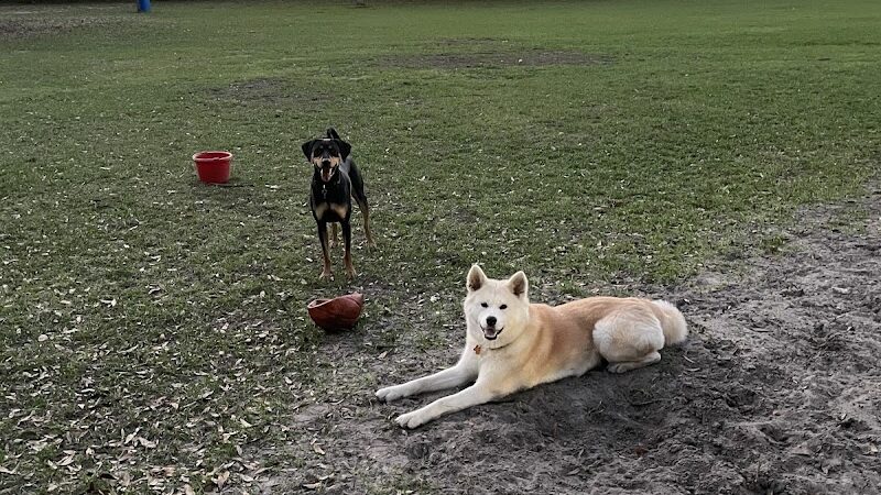 West Dog Park - Tampa, FL