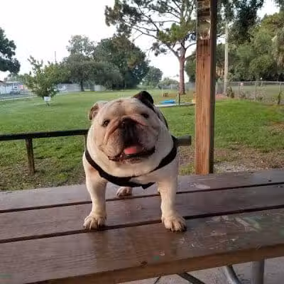 West Dog Park - Tampa, FL