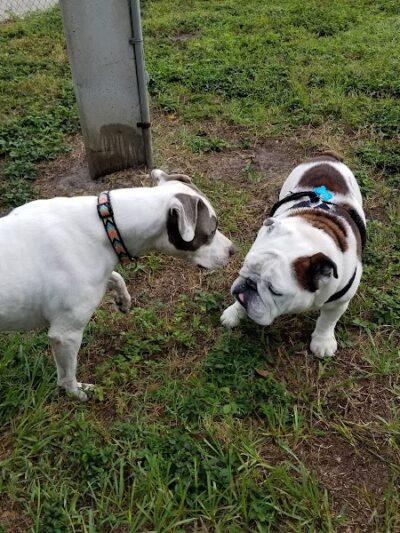 West Dog Park - Tampa, FL