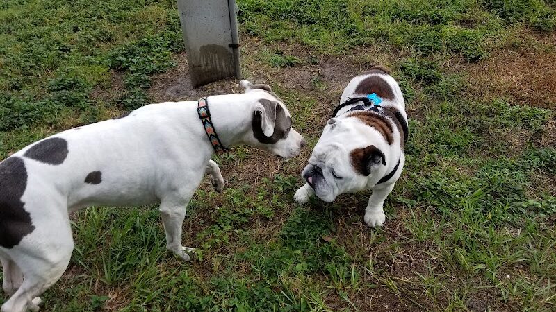 West Dog Park - Tampa, FL