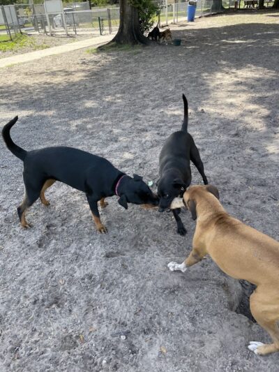 West Dog Park - Tampa, FL