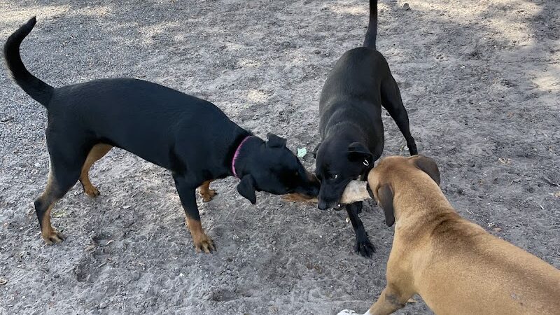 West Dog Park - Tampa, FL