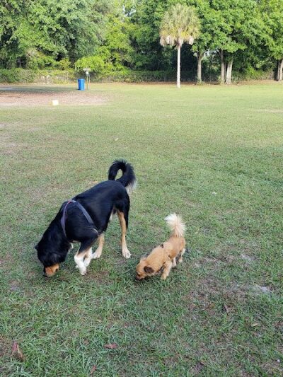 West Dog Park - Tampa, FL