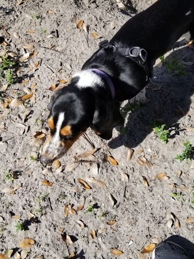 West Dog Park - Tampa, FL