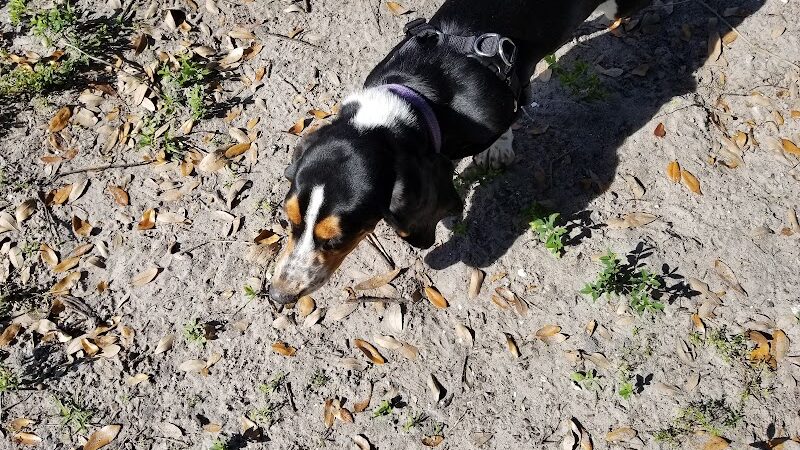 West Dog Park - Tampa, FL