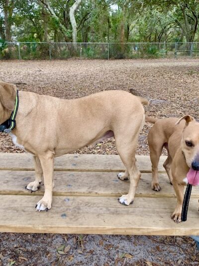 West Dog Park - Tampa, FL