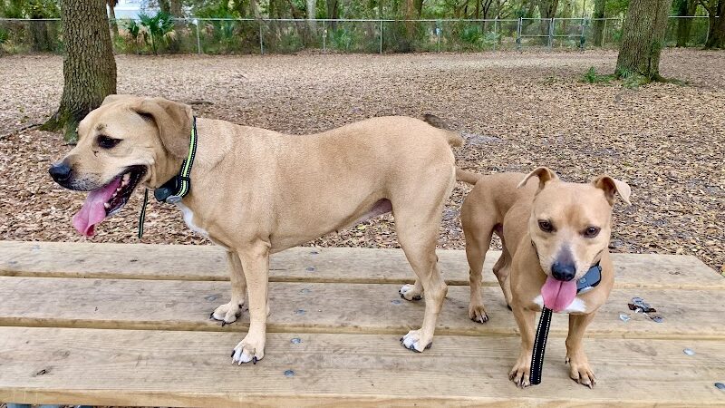 West Dog Park - Tampa, FL