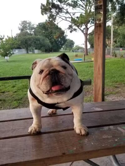 West Dog Park - Tampa, FL