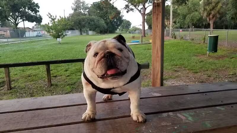 West Dog Park - Tampa, FL