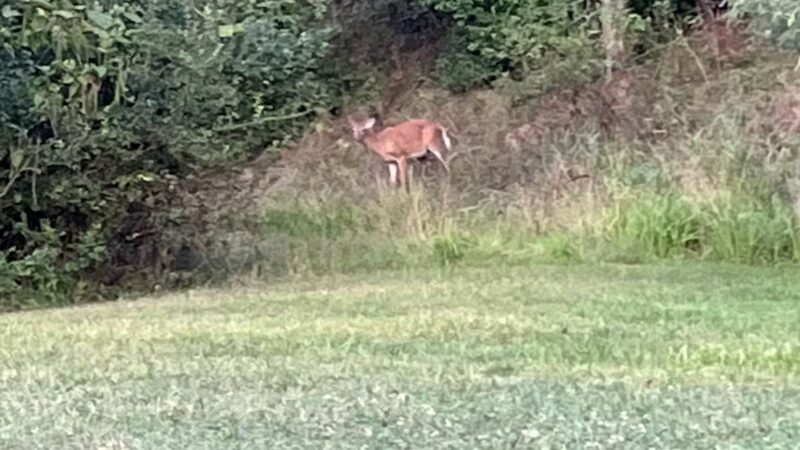 Deer Lakes Park - Tarentum, PA
