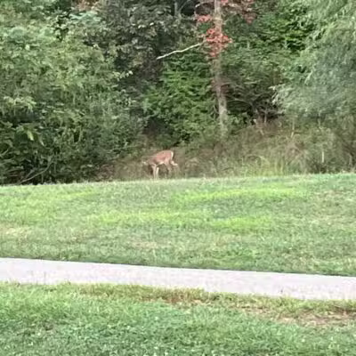 Deer Lakes Park - Tarentum, PA
