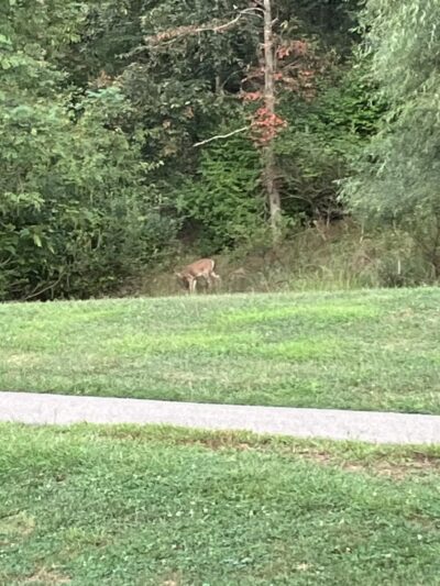 Deer Lakes Park - Tarentum, PA