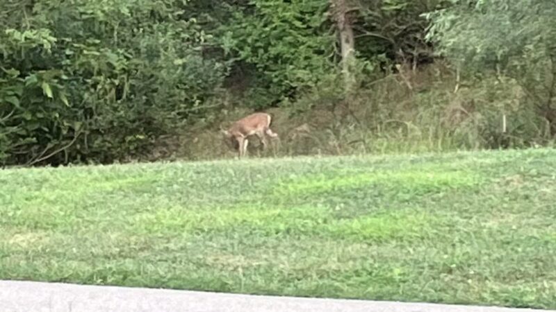 Deer Lakes Park - Tarentum, PA