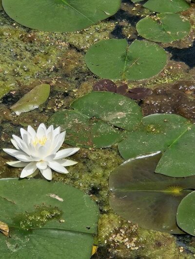 Deer Lakes Park - Tarentum, PA