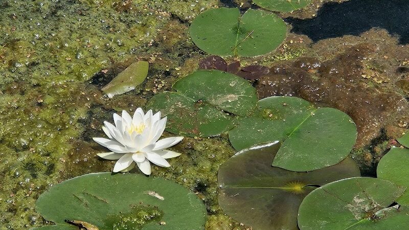 Deer Lakes Park - Tarentum, PA