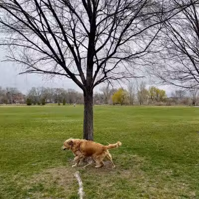 Millrace Off-Leash Dog Park - Taylorsville, UT