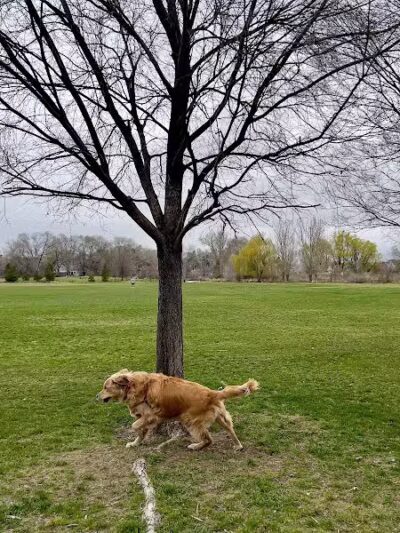 Millrace Off-Leash Dog Park - Taylorsville, UT