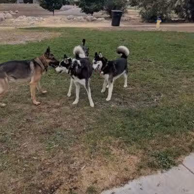 Millrace Off-Leash Dog Park - Taylorsville, UT