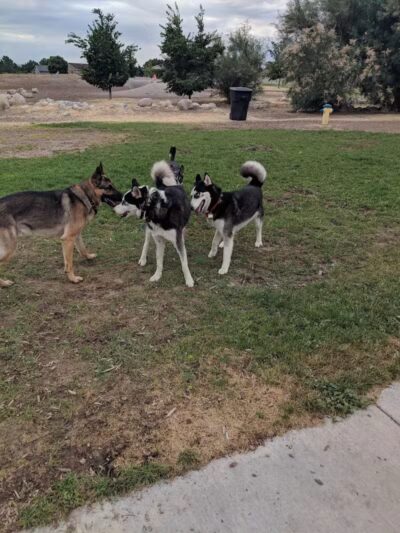 Millrace Off-Leash Dog Park - Taylorsville, UT