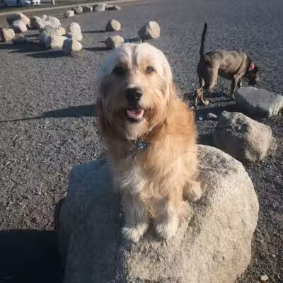 Millrace Off-Leash Dog Park - Taylorsville, UT