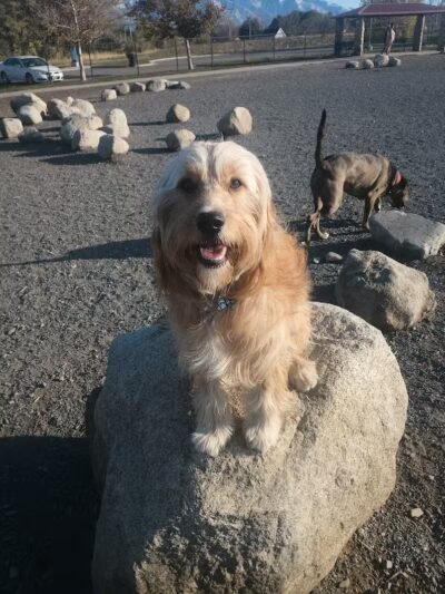 Millrace Off-Leash Dog Park - Taylorsville, UT