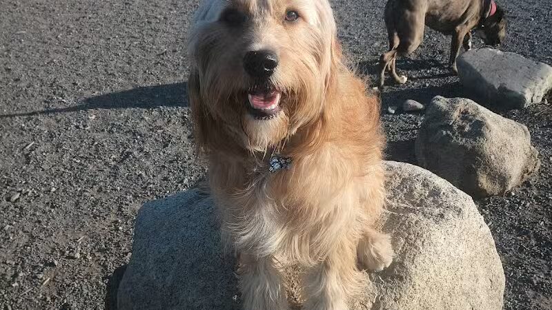 Millrace Off-Leash Dog Park - Taylorsville, UT