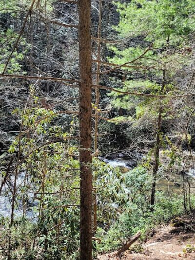 Conasauga Falls Trail - Tellico Plains, TN