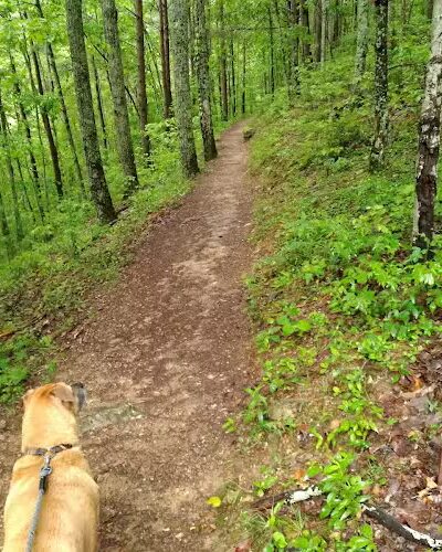 Conasauga Falls Trail - Tellico Plains, TN