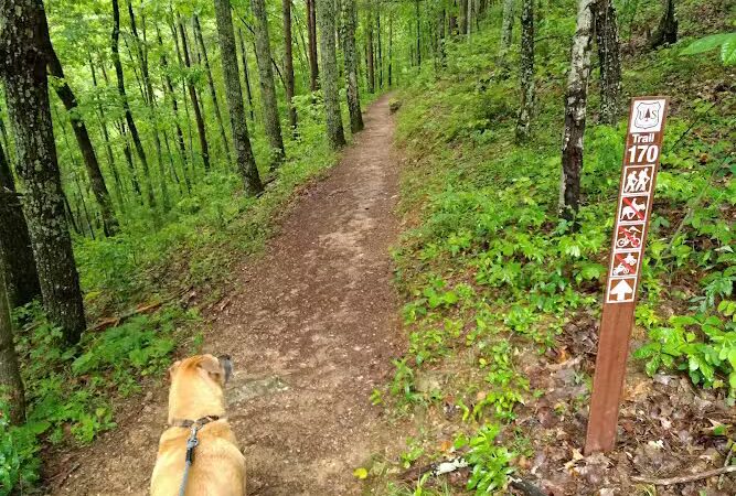 Conasauga Falls Trail - Tellico Plains, TN