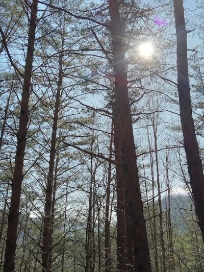 Conasauga Falls Trailhead Parking - Tellico Plains, TN