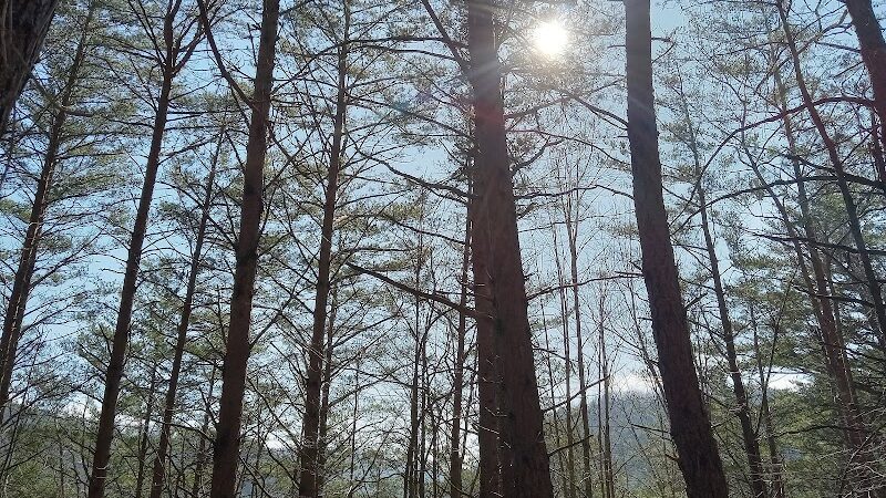 Conasauga Falls Trailhead Parking - Tellico Plains, TN