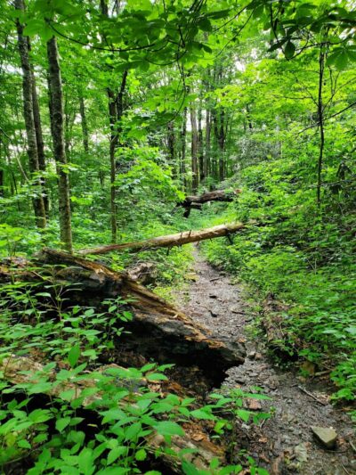 Falls Branch Trail - Tellico Plains, TN