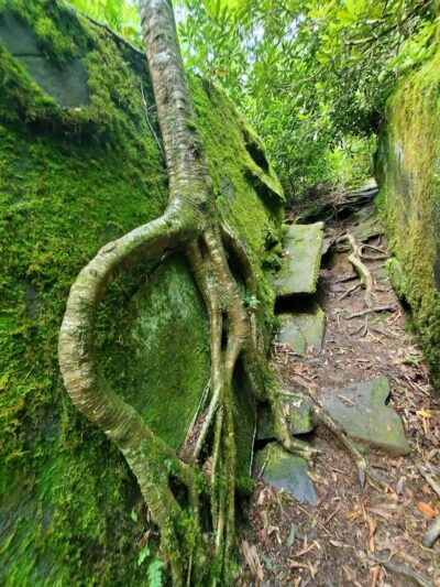 Falls Branch Trail - Tellico Plains, TN
