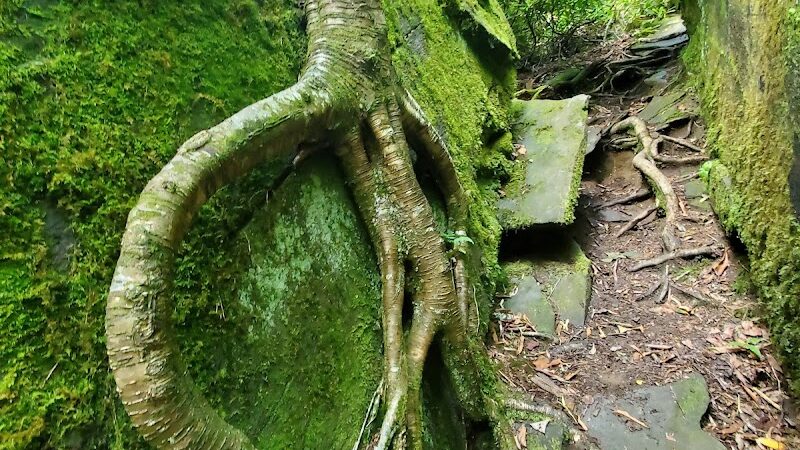 Falls Branch Trail - Tellico Plains, TN