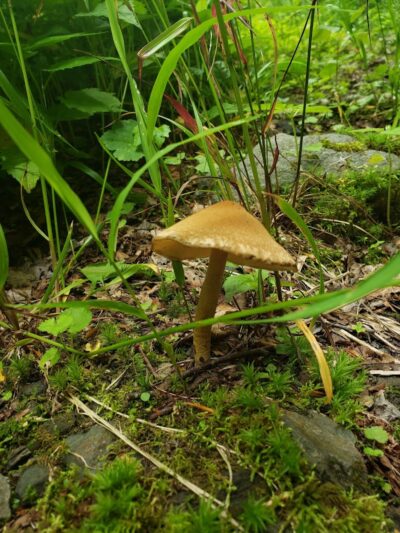 Falls Branch Trail - Tellico Plains, TN