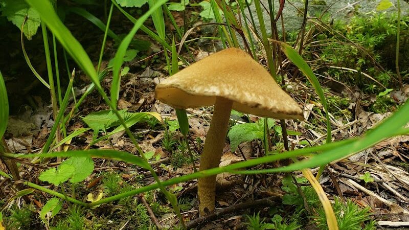 Falls Branch Trail - Tellico Plains, TN