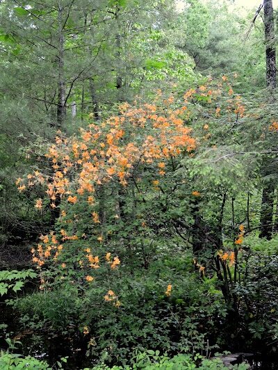 Indian Boundary Recreation Area - Tellico Plains, TN