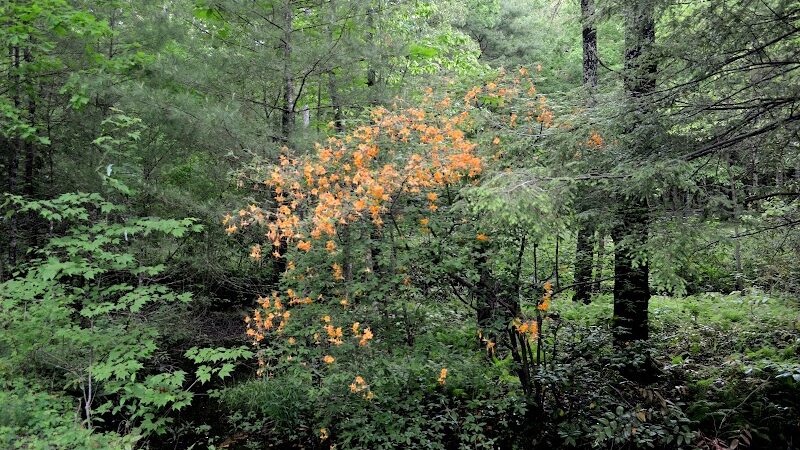 Indian Boundary Recreation Area - Tellico Plains, TN